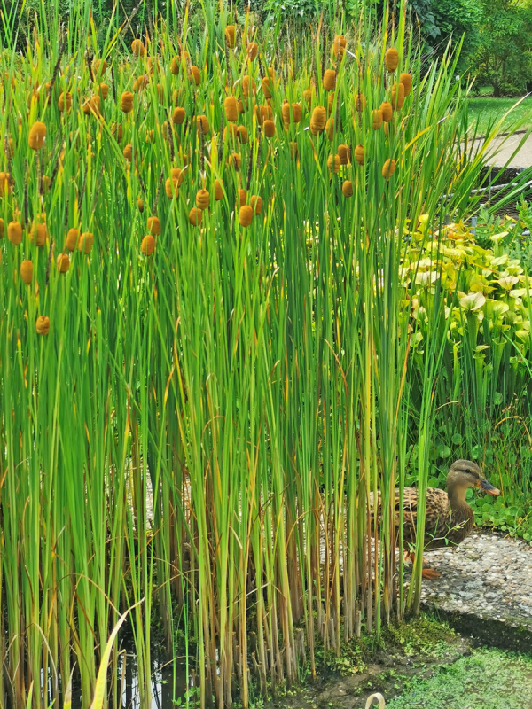 Typha laxmannii Laxmanns Rohrkolben